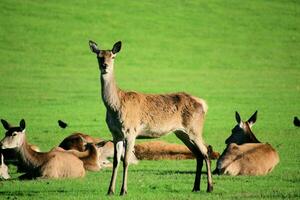 A view of a Red Deer in the Cheshire Countryside on a sunny day photo