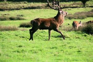 A view of a Red Deer in the Cheshire Countryside on a sunny day photo