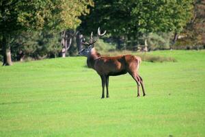 A view of a Red Deer in the Cheshire Countryside on a sunny day photo