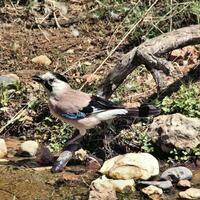 A view of a Jay photo