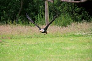 A view of an American Bald Eagle photo