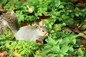 A view of a Squirrel photo