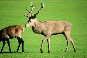 A view of a Red Deer in the Cheshire Countryside on a sunny day photo