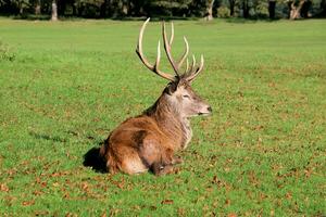 A view of a Red Deer in the Cheshire Countryside on a sunny day photo