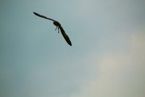 un ver de un lanner halcón foto