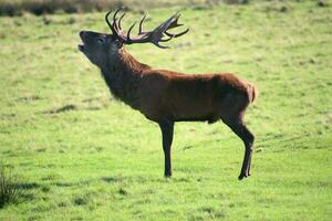 A view of a Red Deer in the Cheshire Countryside on a sunny day photo