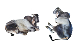 en train de dormir vache png transparent