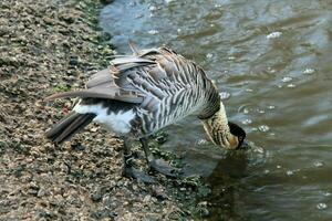 A view of a Hawaiian Goose photo