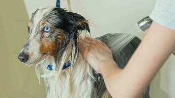 adorável cachorro obtendo lavado de profissional aparador às veterinario clínica video
