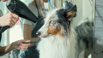 Cute Sheltie puppy getting its fur dried after washing by a professional groomer video