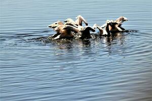 A view of a Pelican in Kenya photo
