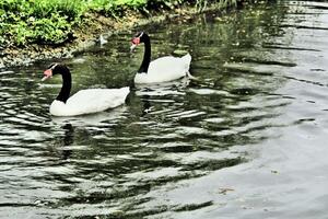 A view of a Black Necked Swan on the water photo