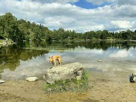 un ver de el lago distrito a tarn cómo es foto