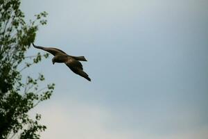 A view of a Red Kite photo