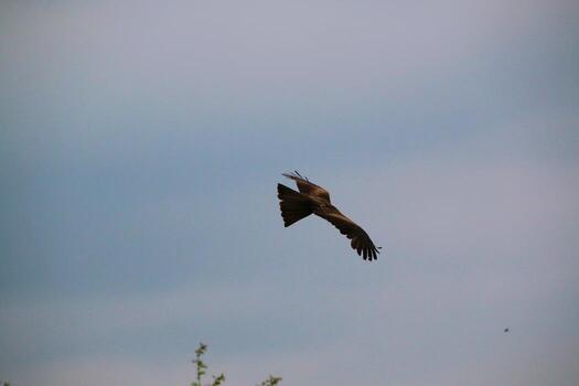 A view of a Red Kite photo