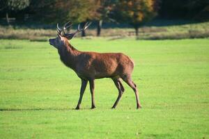 A view of a Red Deer in the Cheshire Countryside on a sunny day photo