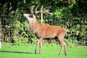 A view of a Red Deer in the Cheshire Countryside on a sunny day photo