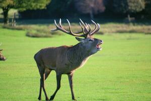 A view of a Red Deer in the Cheshire Countryside on a sunny day photo