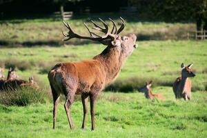 A view of a Red Deer in the Cheshire Countryside on a sunny day photo