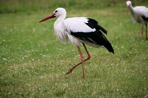 A view of a White Stork photo