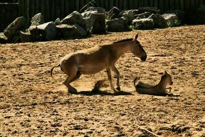 A view of a Wild Horse photo