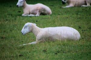 un ver de un oveja en un prado foto
