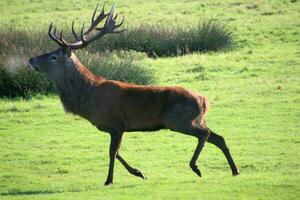 A view of a Red Deer in the Cheshire Countryside on a sunny day photo