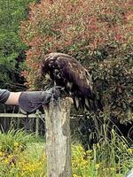 A view of a White Tailed Eagle photo