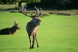 A view of a Red Deer in the Cheshire Countryside on a sunny day photo