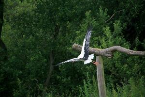 A view of a White Stork photo