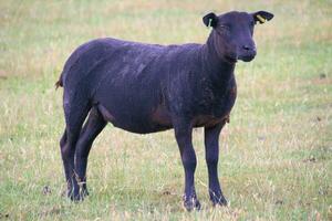 A view of a Sheep in a meadow photo