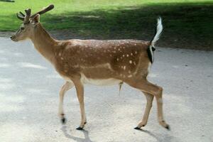 A view of a Fallow Deer in the Cheshire Countryside photo