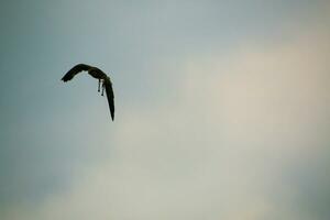 un ver de un lanner halcón foto