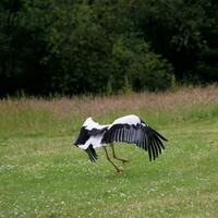 A view of a White Stork photo