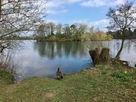 A view of the Lake at Ellesmere photo