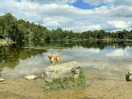 A view of the Lake District at Tarn Howes photo