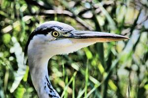 A view of a Grey Heron photo