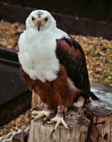 A view of a Bald Eagle photo