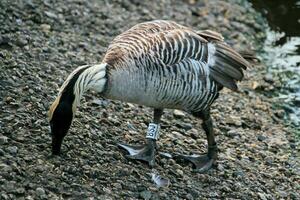 A view of a Hawaiian Goose photo