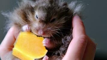 Funny fluffy Syrian hamster eats a piece of sweet pumpkin, stuffs his cheeks in the palms of child. Food for a pet rodent, vitamins, tame animal. Close-up video