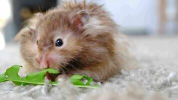 gracioso mullido sirio hámster come un verde rama de trébol, telas su las mejillas. comida para un mascota roedor, vitaminas de cerca video