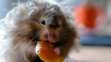 Funny fluffy Syrian hamster eats a piece of sweet pumpkin, stuffs his cheeks in the palms of child. Food for a pet rodent, vitamins, tame animal. Close-up video
