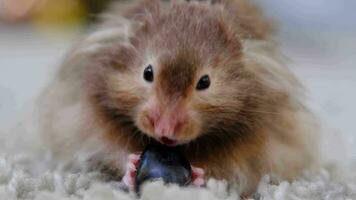 rolig fluffig syriansk hamster äter en en druva bär, saker hans kinder. mat för en sällskapsdjur gnagare, vitaminer. närbild video