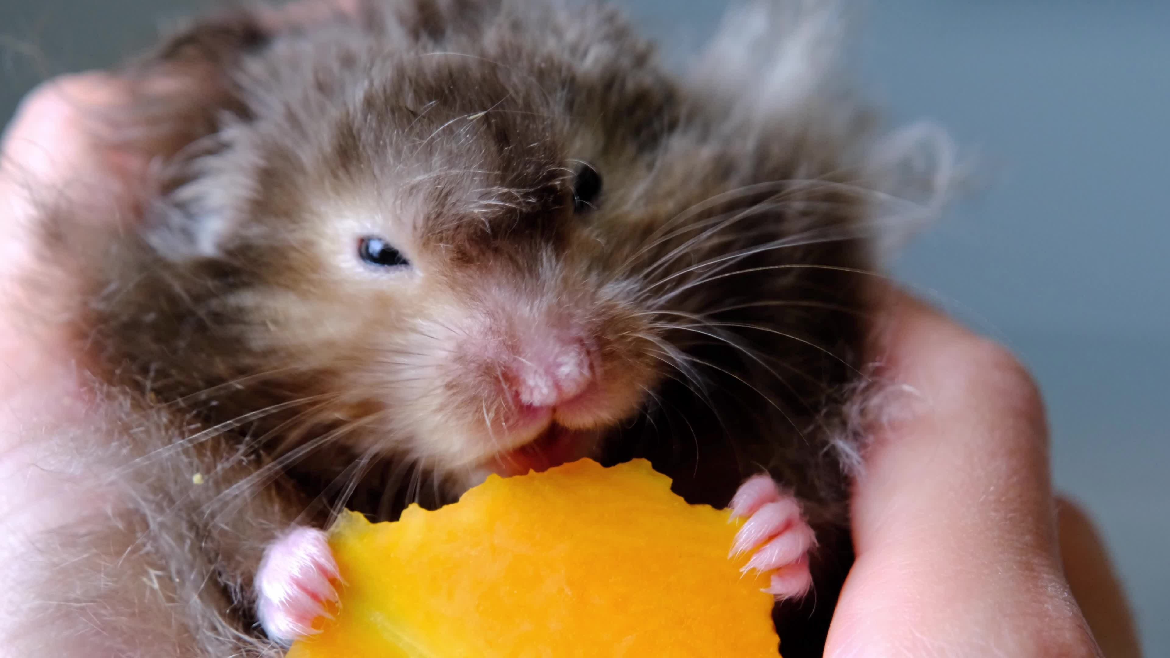 Fluffy syrian hamster close up face Stock Photo