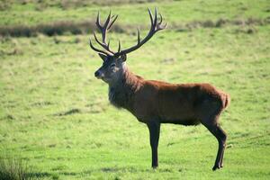 A view of a Red Deer in the Cheshire Countryside on a sunny day photo