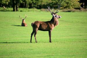 A view of a Red Deer in the Cheshire Countryside on a sunny day photo