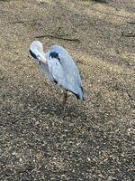 A view of a Grey Heron photo