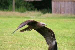 A view of a Red Kite photo