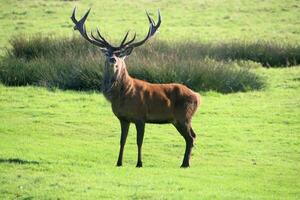 A view of a Red Deer in the Cheshire Countryside on a sunny day photo