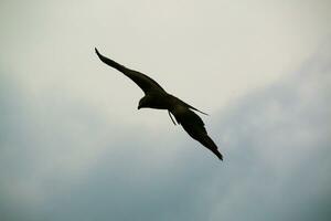 A view of a Red Kite photo